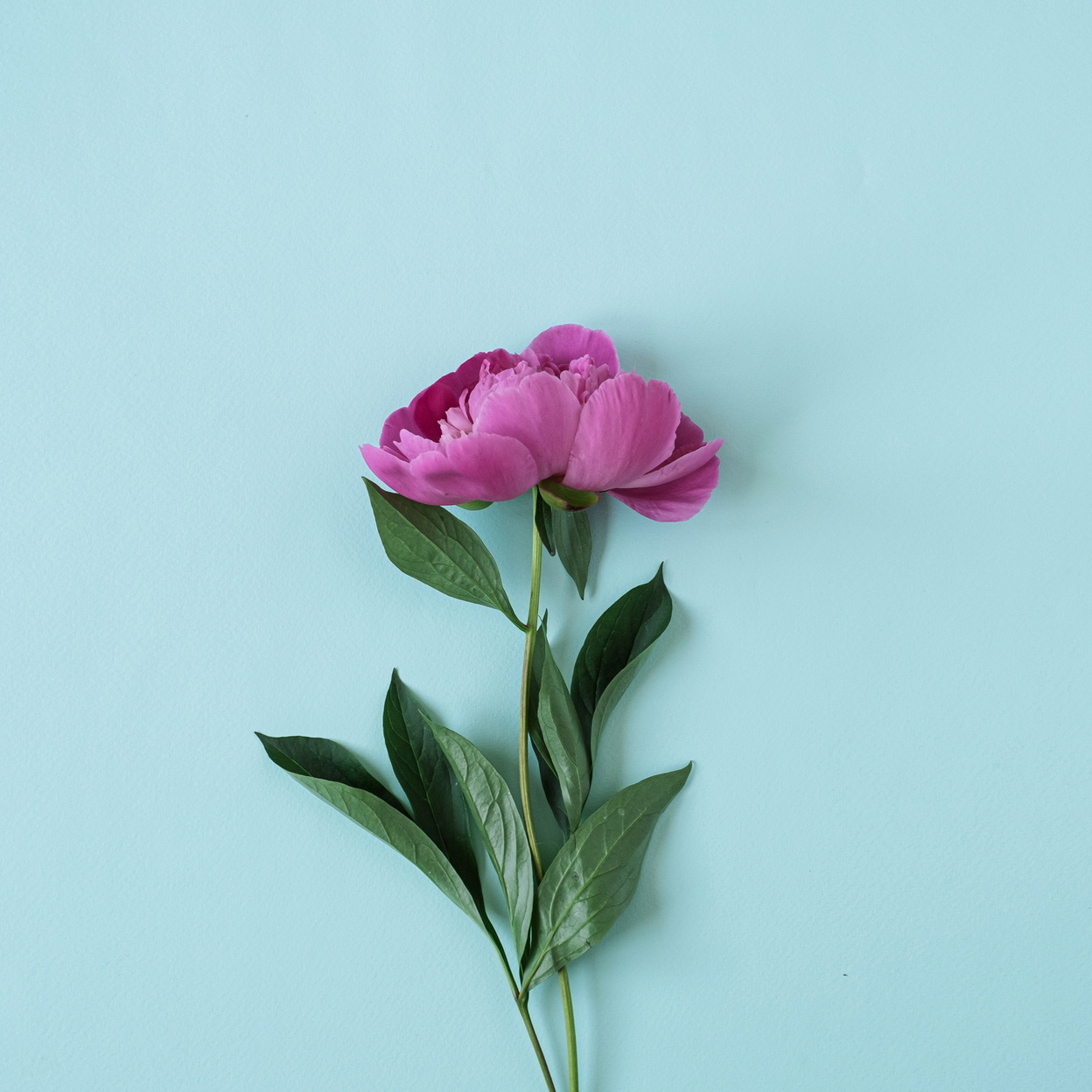 Pink Peony Flower on Blue Background 